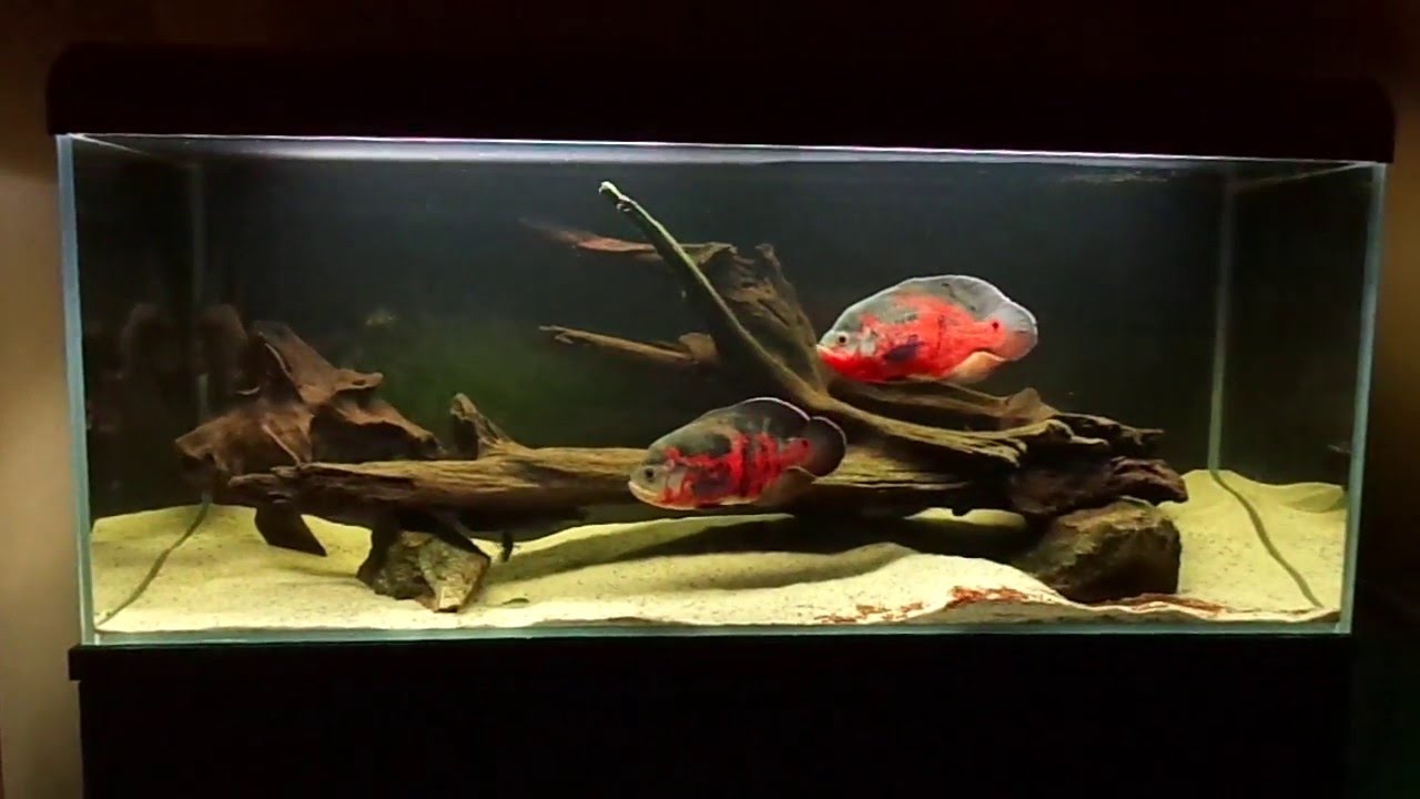 Oscar fish (Astronotus ocellatus), 450l tank