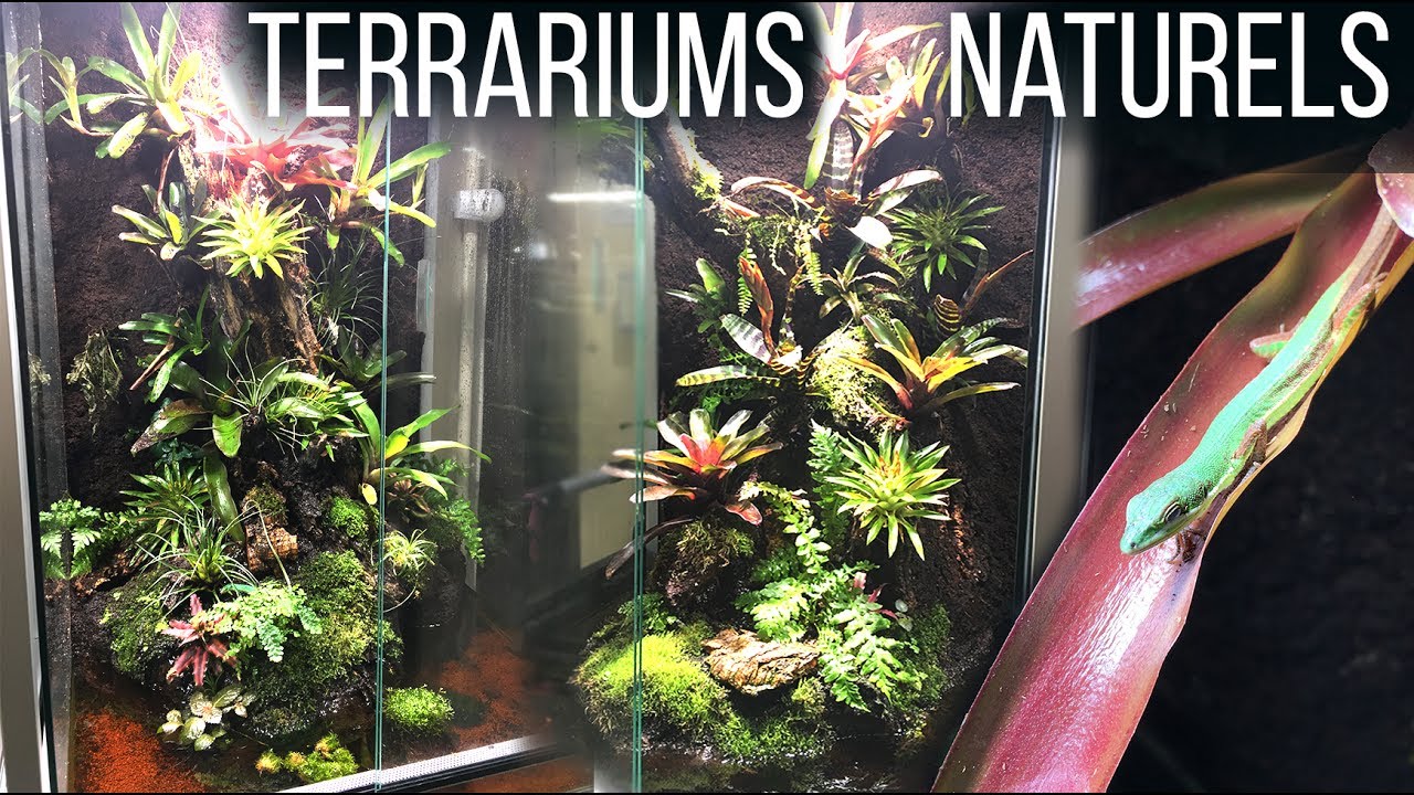 Terrariums Naturels + Nouveautés juin 2017 - Reptiligne