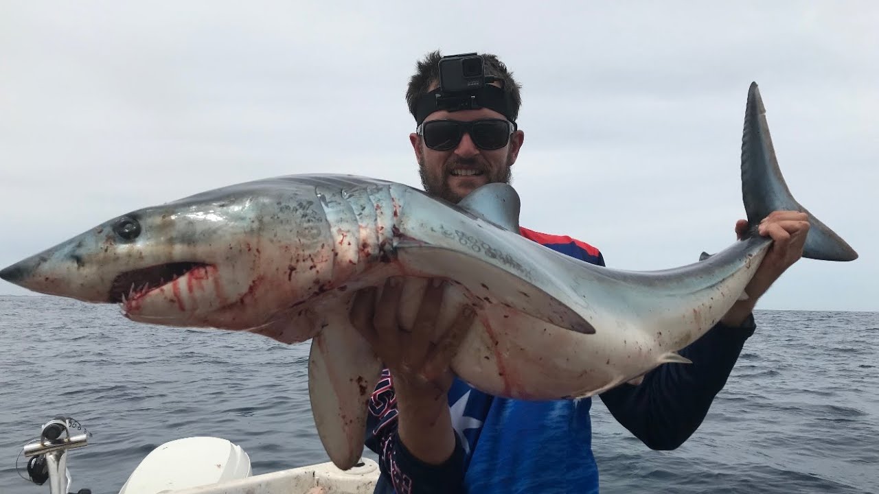 Mako and more offshore at Phillip Island!