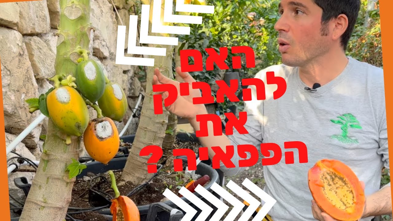 פפאיה - האם צריך להאביק את הפרחים ?