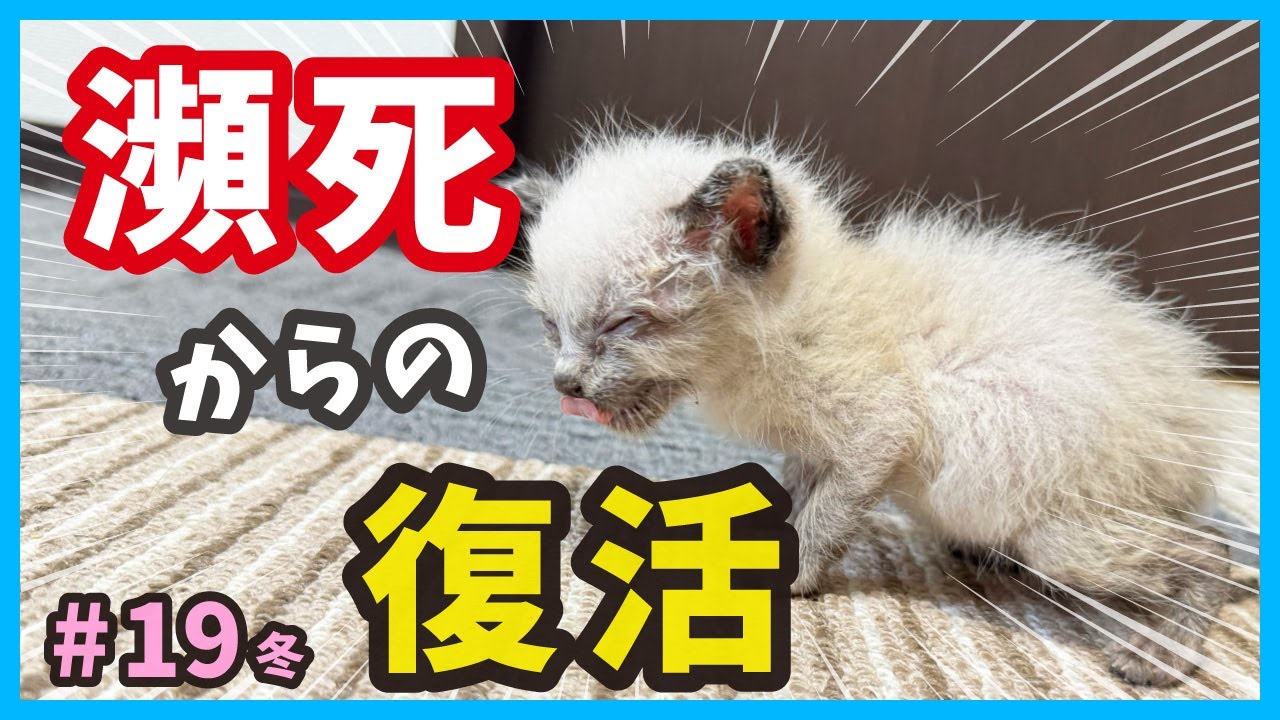 【感動の回復】ミルクが飲めなくなった子猫がついに・・・。真冬に保護した赤ちゃん猫たち（冬19）