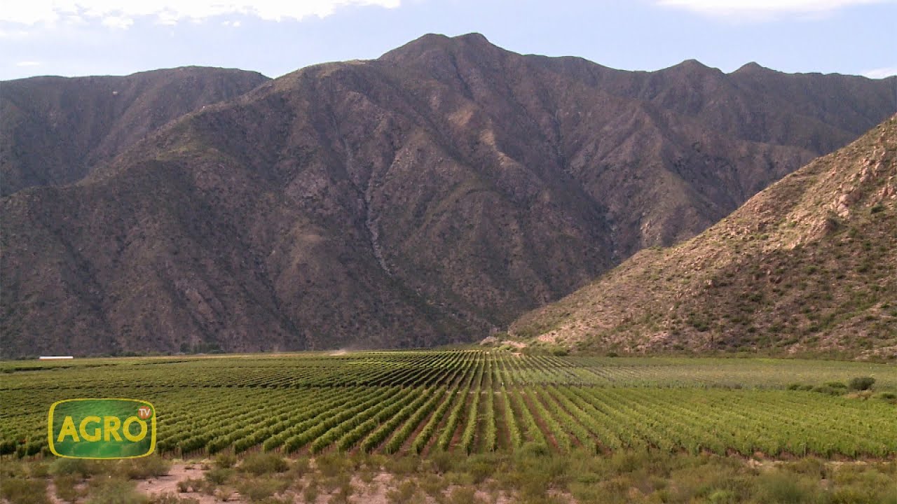 Chañarmuyo: Vinos de calidad y un terroir único en La Rioja