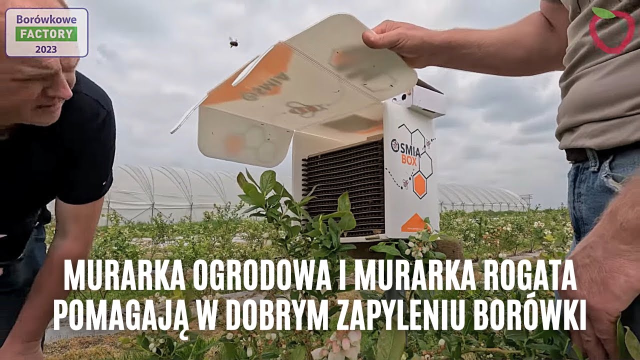 Murarka ogrodowa i murarka rogata pomagają w dobrym zapyleniu borówki
