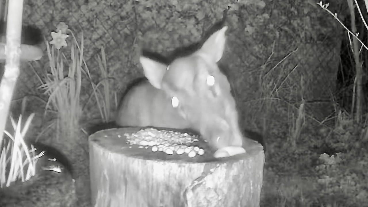 Wild Garden Diary March 12th-13th