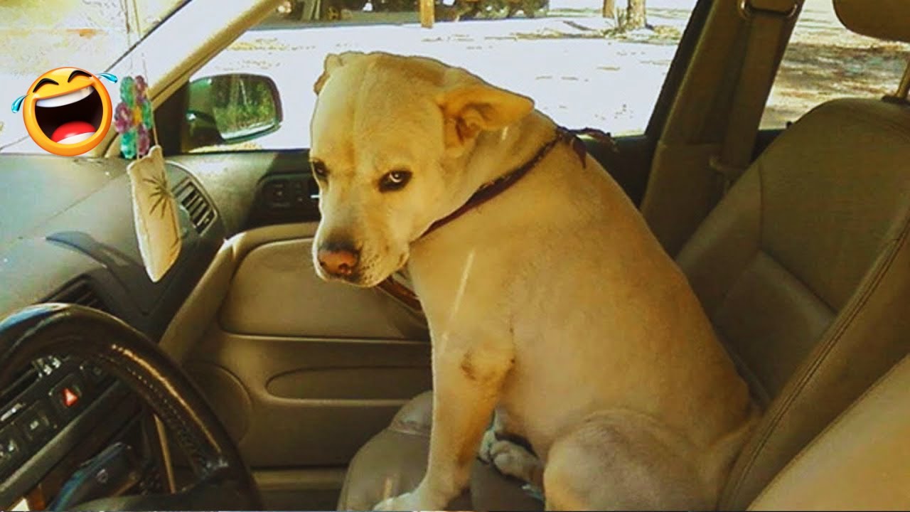 Funny DOGS are here to MAKE YOU LAUGH 🐶 Laugh Till You Cry With These Funny Animal Videos! #8