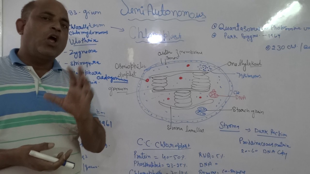 CHLOROPLASTS- AS SEMI-AUTONOMOUS CELL ORGANS