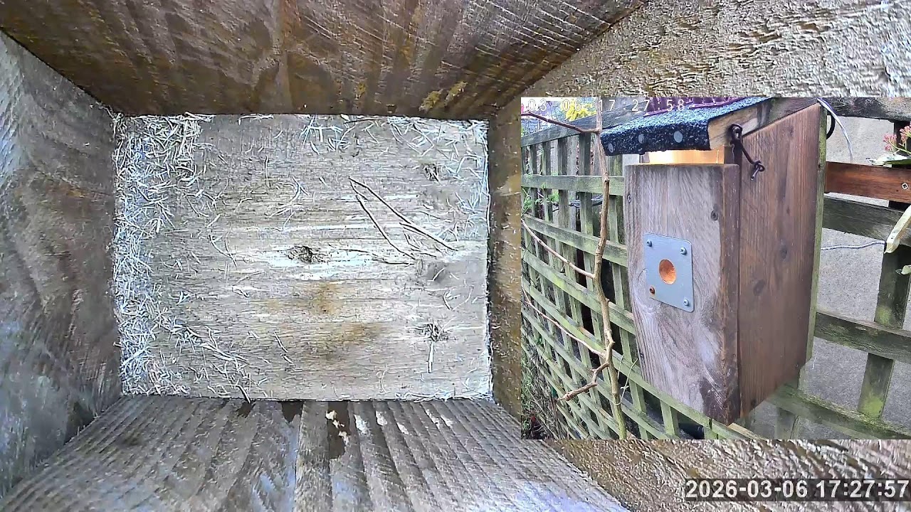 SoBo Nest Box Live Stream