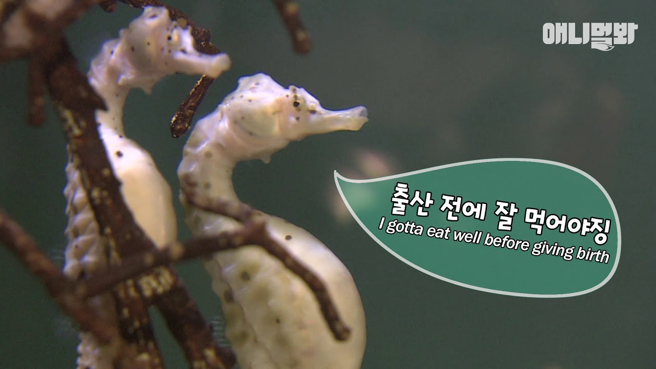 레알 희귀템! 수컷 해마의 출산(?)과정ㅋㅋㅋㅋ