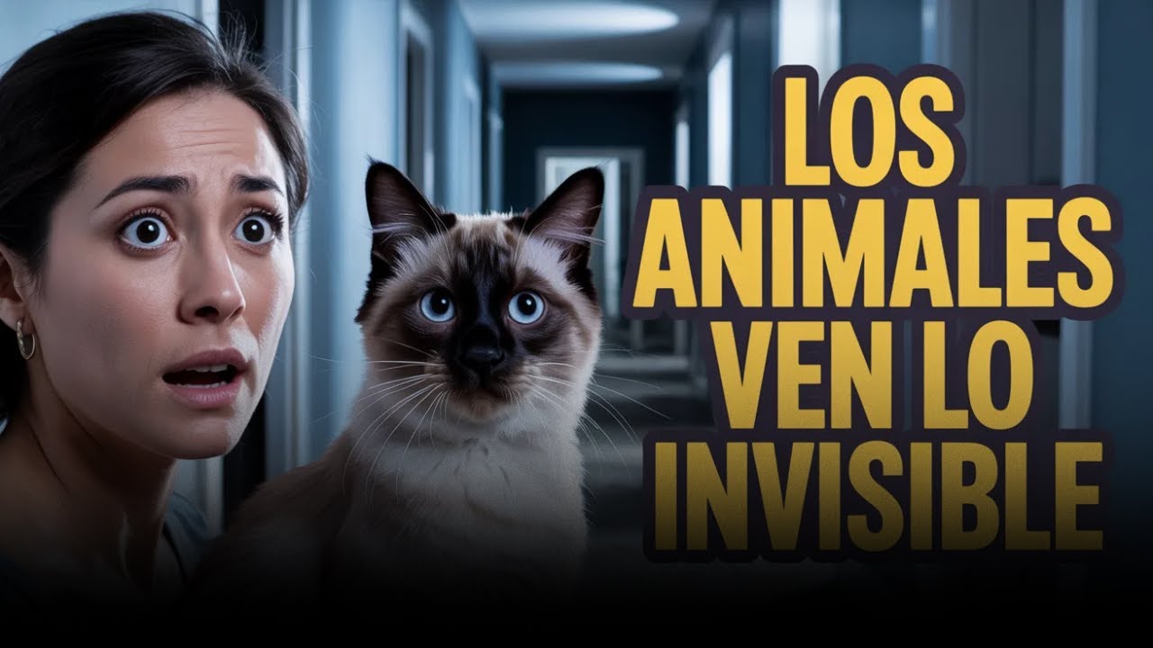 El gato empezó a actuar como si hubiera algo allí pero no fuera visible