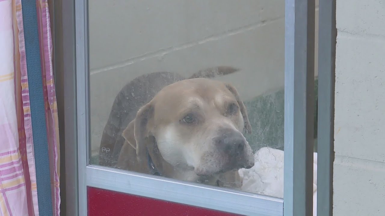 East St. Louis animal rescue group finds dozens of dogs left in cold
