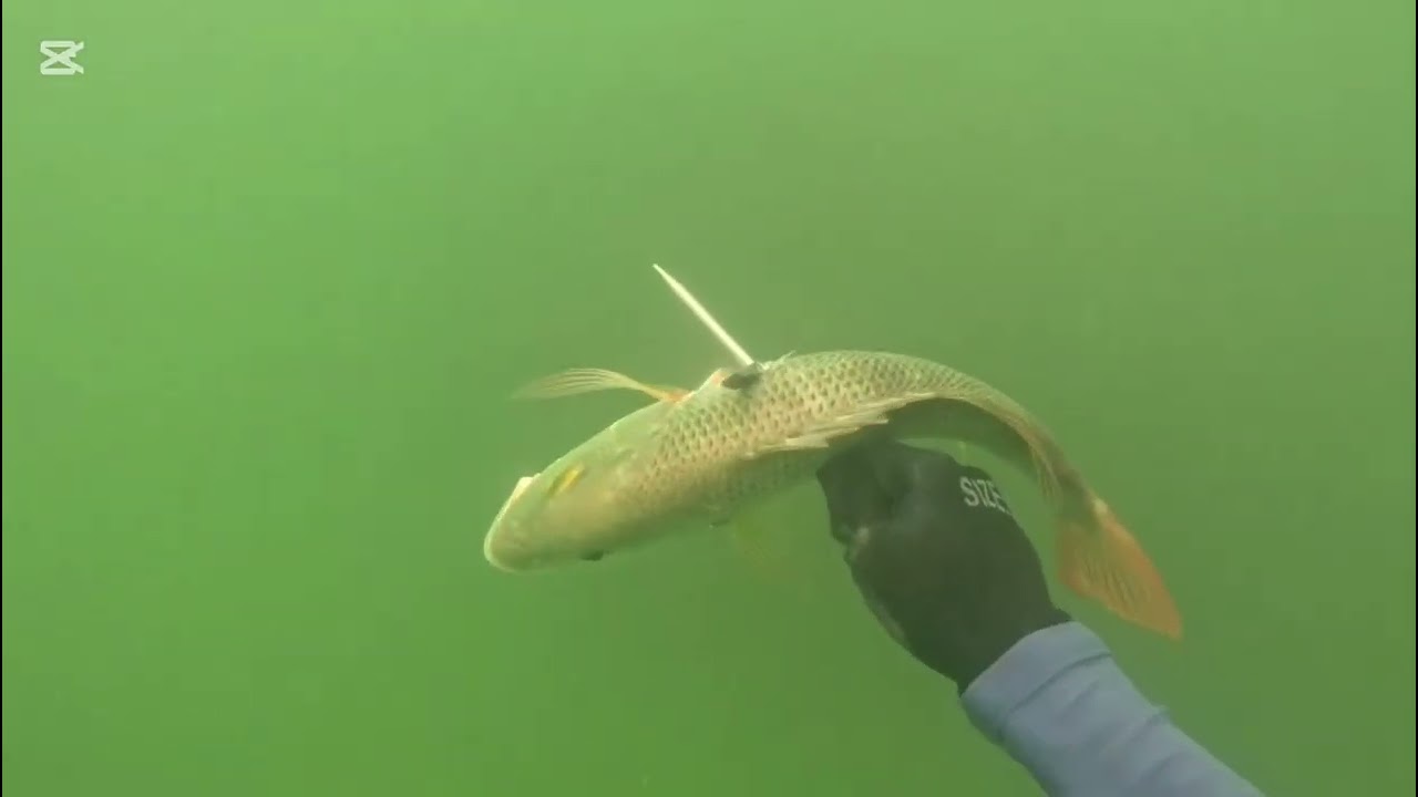 Pescasub Necocli 