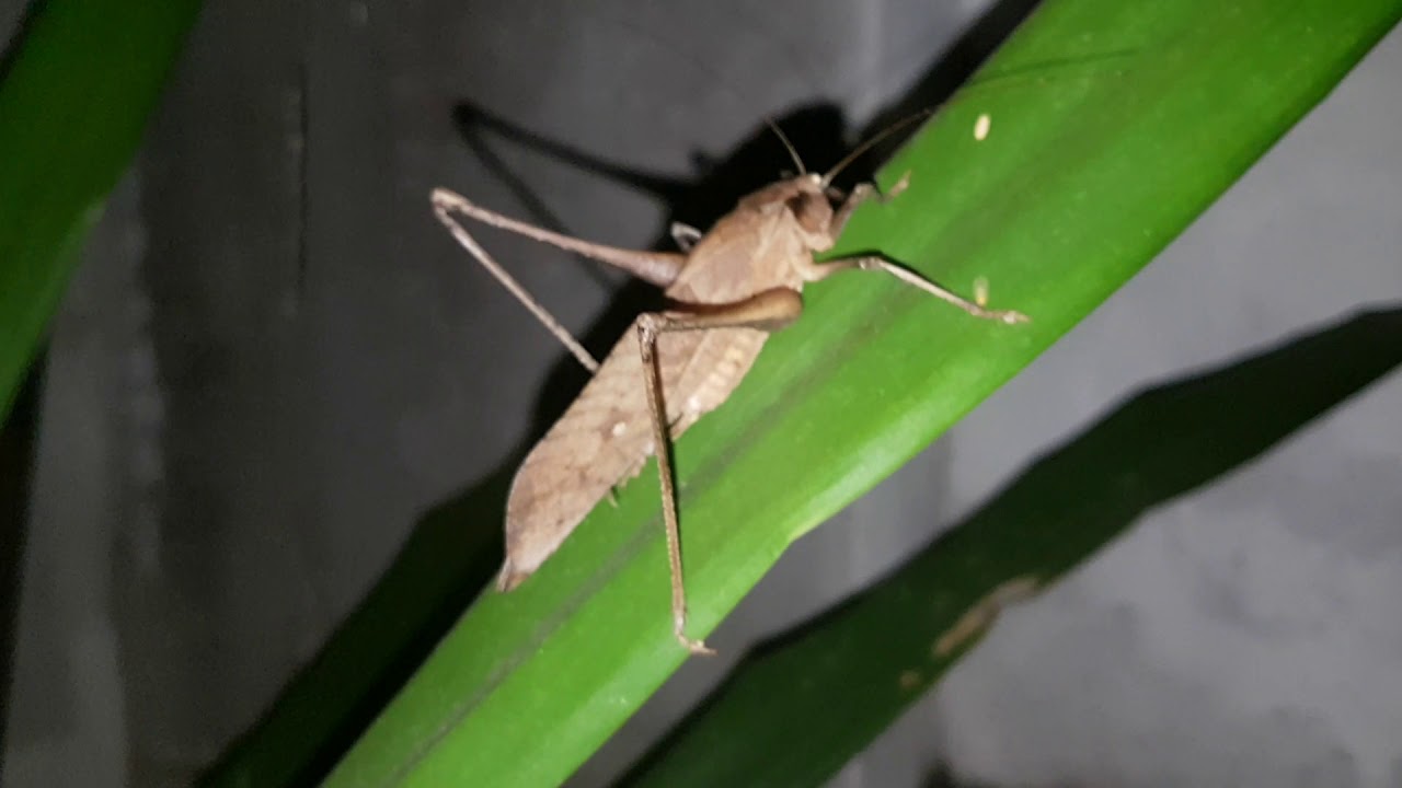 #ตั๊กแตนเสียงแชมป์เจ้าของเสียงดังยามค่ำคืน🦗