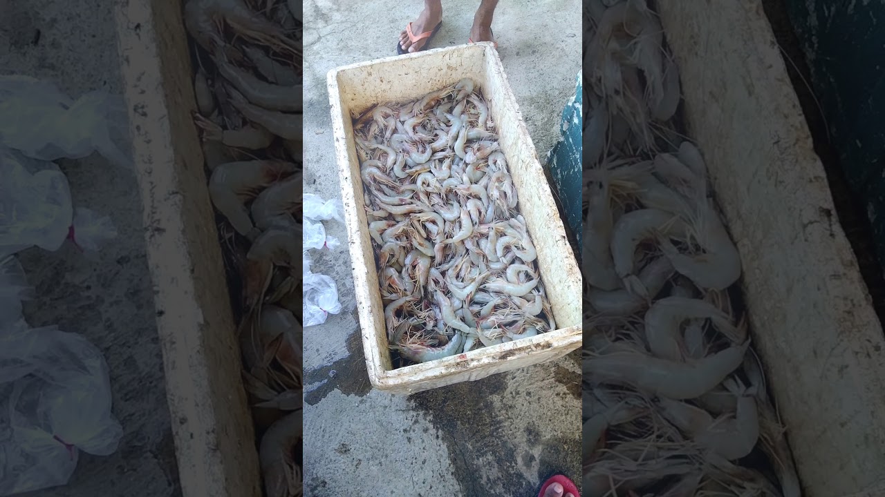 Cara merawat dan menyimpan Udang agar tetap segar