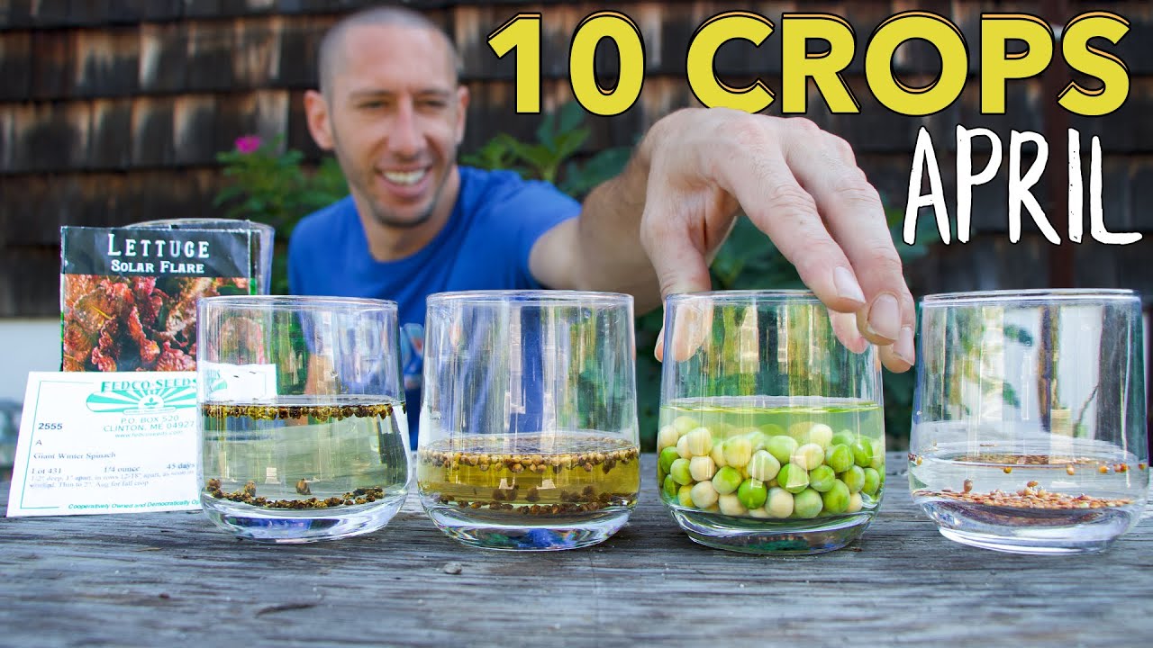 10 Crops You'd be Foolish Not to Plant in April