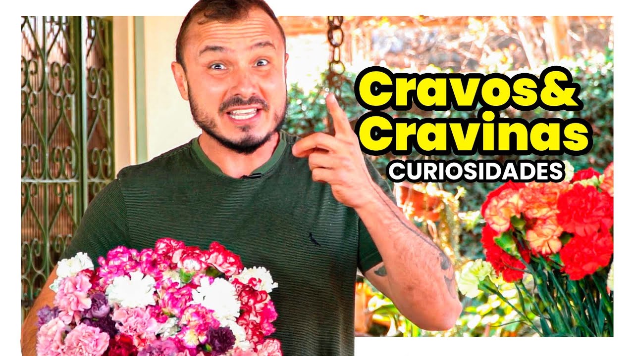 CURIOSIDADES SOBRE CRAVOS E CRAVINAS