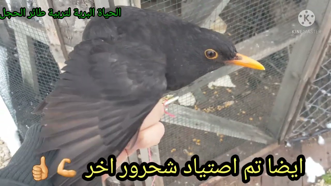 صيد طائر الشحرور و السمنة  طريقة سهلة جدا و مختصرة