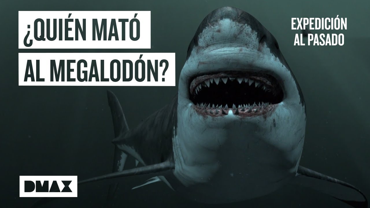 Megalod&oacute;n: &iquest;Qu&eacute; sucedi&oacute; con el depredador marino de las profundidades? | Expedici&oacute;n al pasado