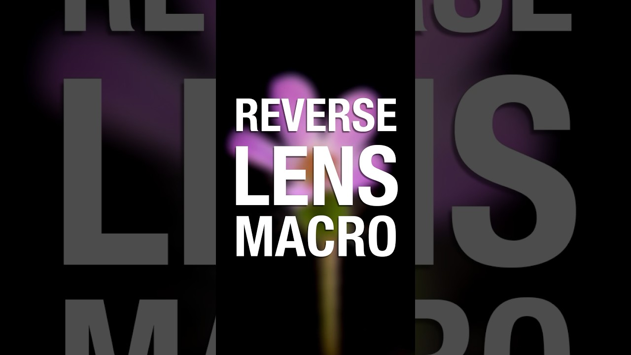 2024 Macro Photography Tutorial: reverse lens macro #macrophotography #photographytips #photography