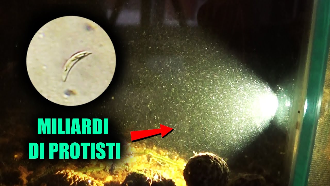 Una Nube di PROTOZOI in Acquario! Sapreste Identificarli?