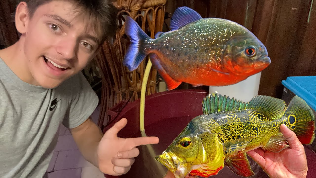 Nuova VASCA di 150 litri per BABY PESCI PREDATORI 
