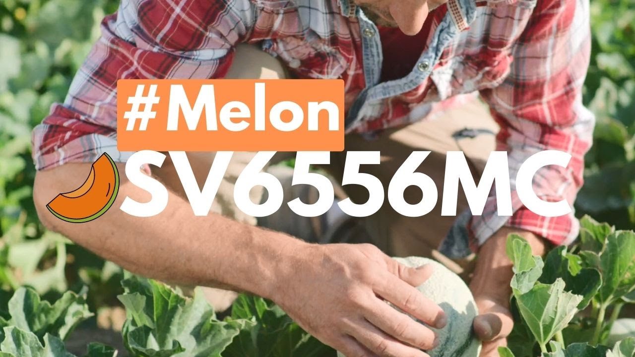 Melon SV6556MC - Témoignages producteurs