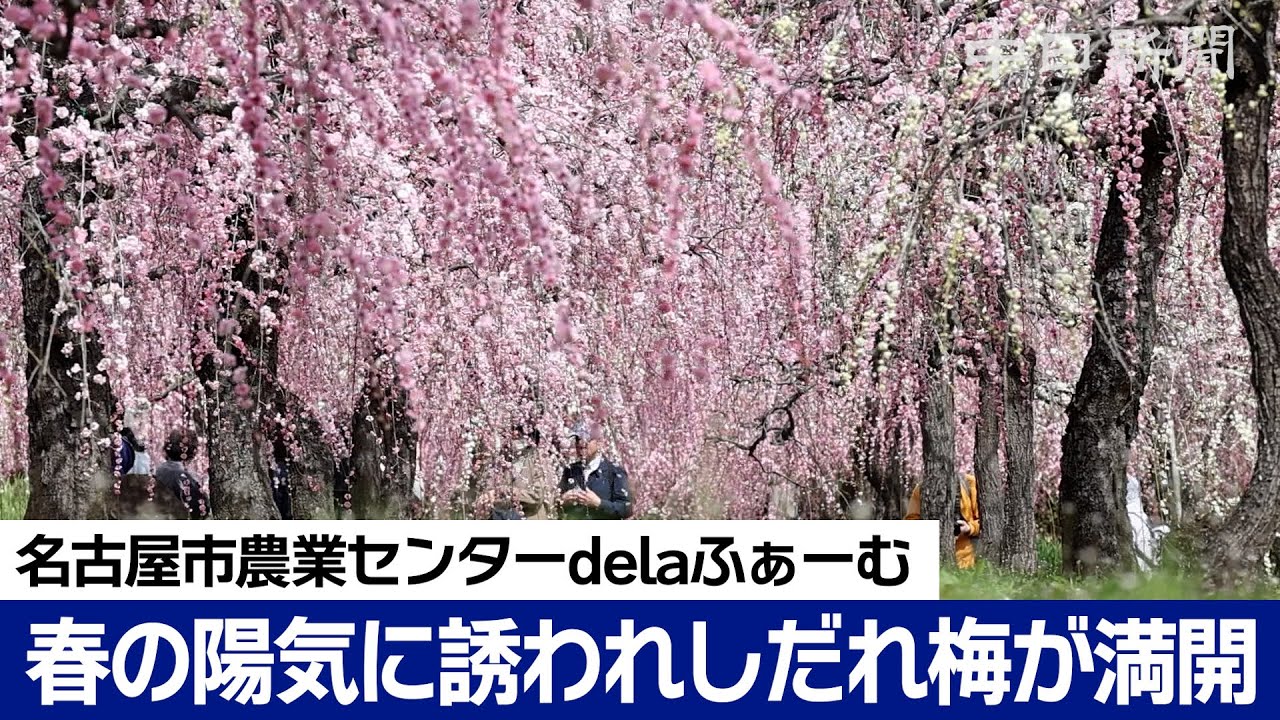 甘い香り　しだれ梅が満開　名古屋市農業センターdelaふぁーむ