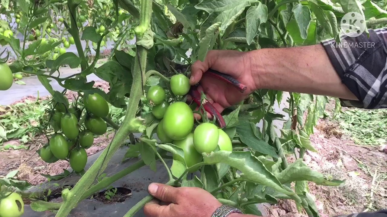 Cuando mocharle la hoja 🍃 ala planta 🌱 de jitomate 🍅🤠