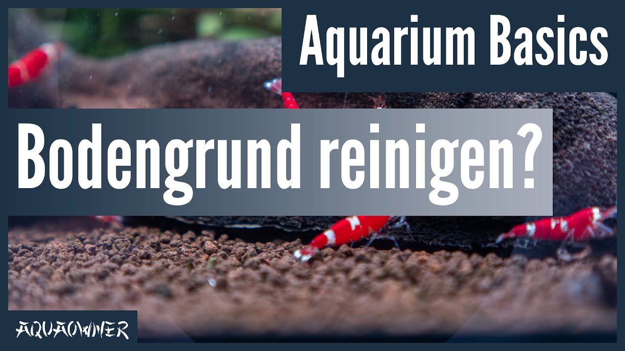 Muss man den Bodengrund im Aquarium s&auml;ubern? | Aquarium Basics