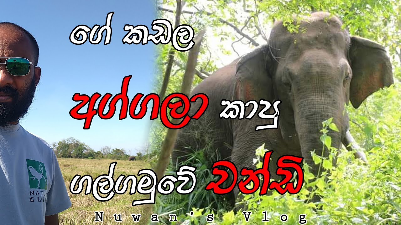 ගේ කඩල අග්ගලා කාපු ගල්ගමුවේ චන්ඩි | Galgamuwa single tusker