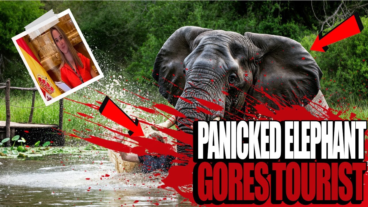 Tragic Thailand Elephant Sanctuary Incident: Safety Lessons We Must Learn | Jan 2025