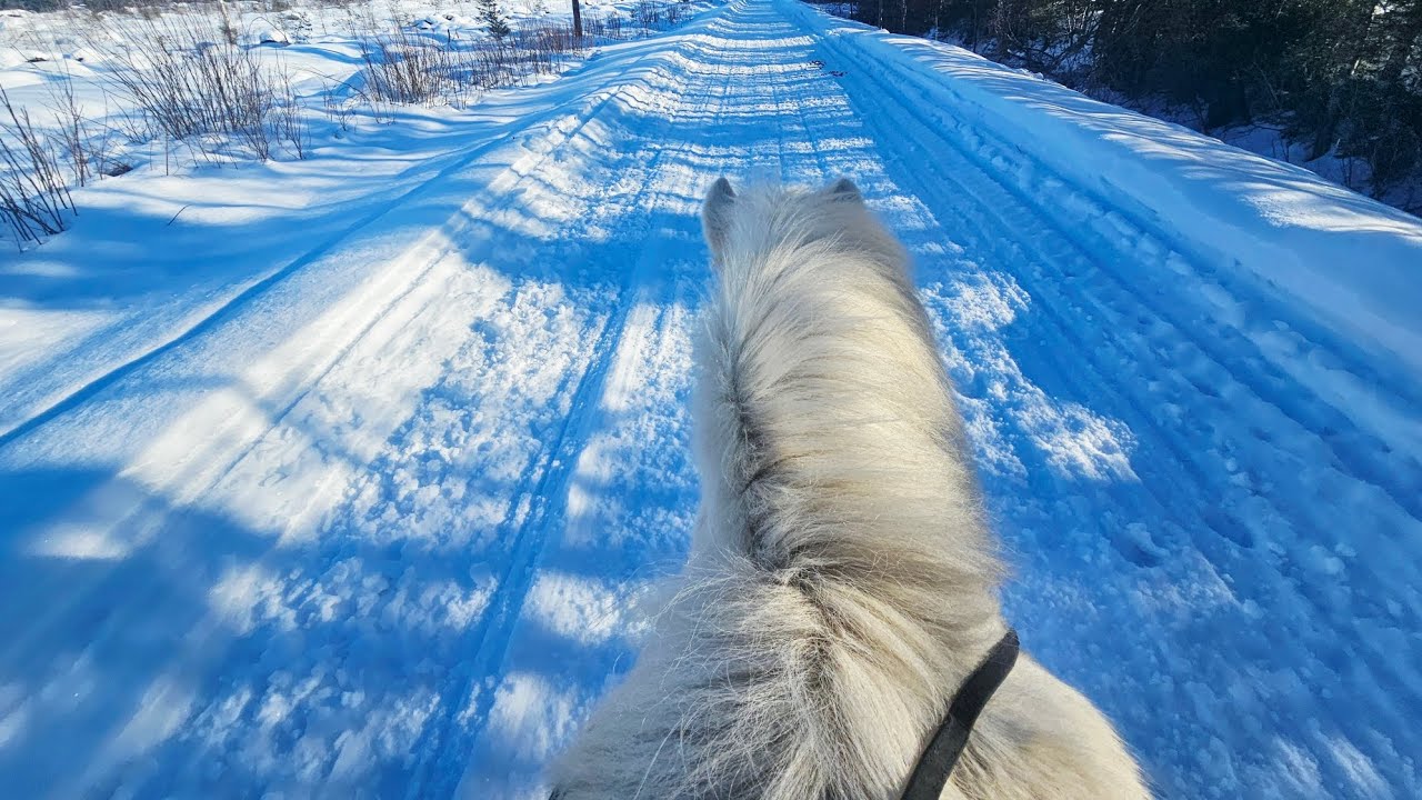 Öskan kanssa aamulenkillä ☀️💛