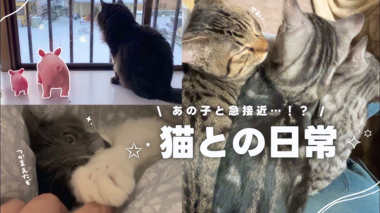 【ねことの日常】 ついにあの保護猫ちゃんとお近づきになれました😭💖 | たくさんの猫ちゃんに囲まれた休日の過ごし方♪♪