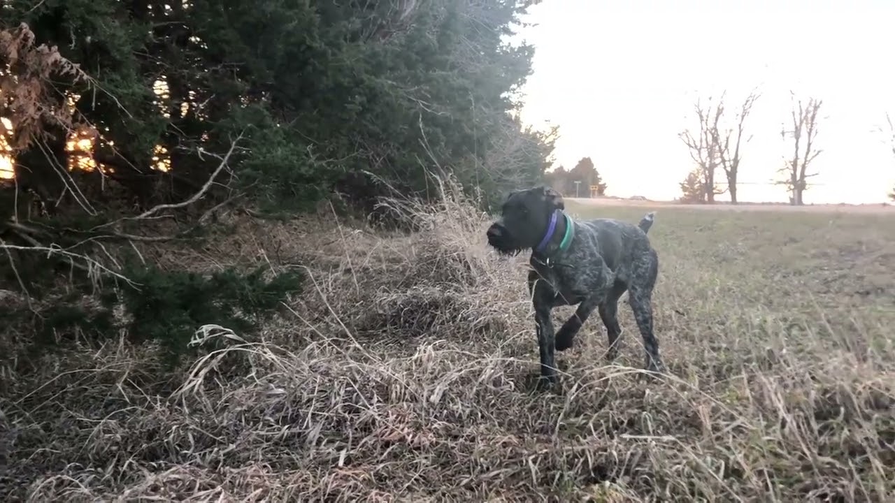 9-Month Old Deutsch Drahthaar Pointing with Intensity & Manners
