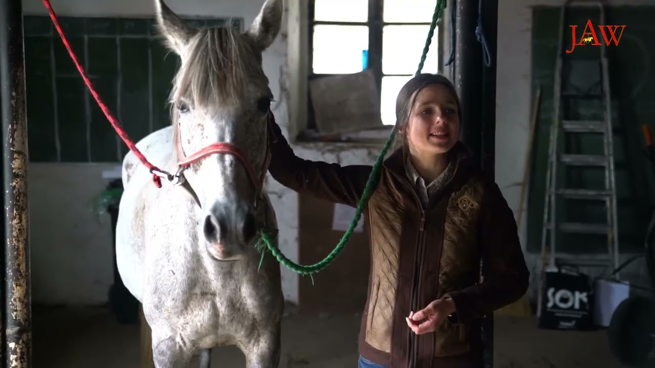 Poskramianie konia - Jeździecka Akademia Weterynaryjna (fragment szkolenia stacjonarnego)
