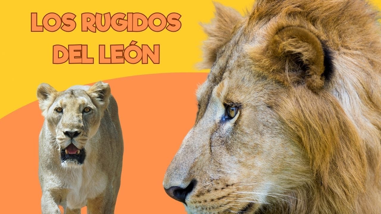 Viviendo en un Zoo: Los rugidos del león | Santillana del Mar