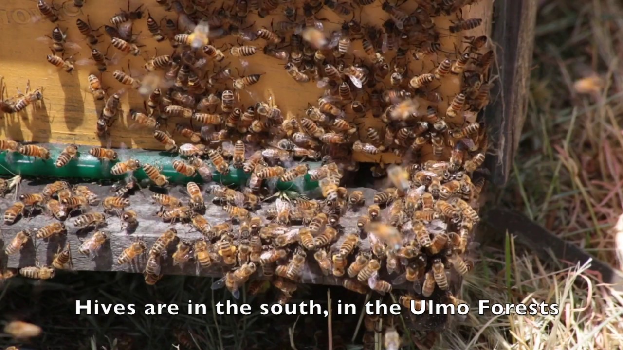 Soco Honey - Premium Ulmo Honey...Found Only In Chilo&eacute;, Chile.