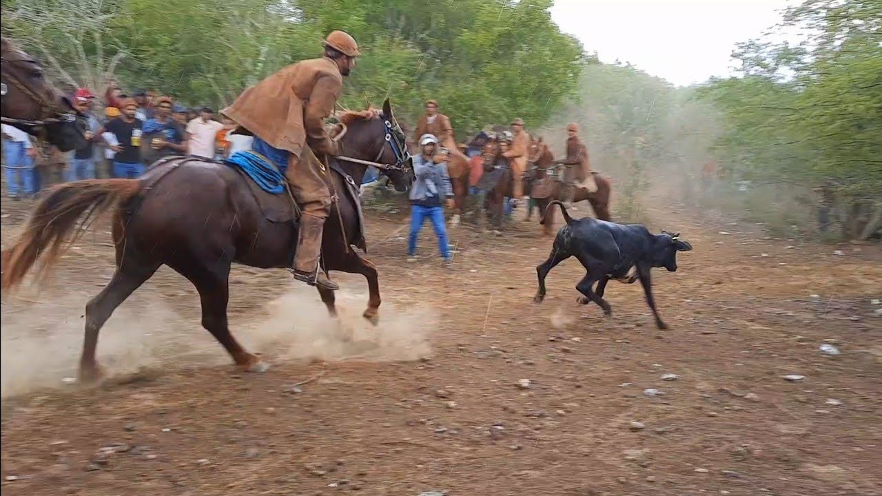 6°pega de boi no mato de CICINHO de carira 17/04/2022 /parte 2