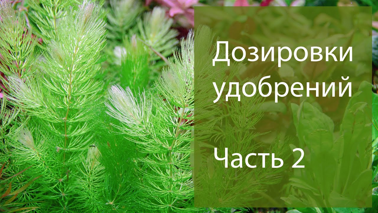 Дозировка удобрений в растительный аквариум.