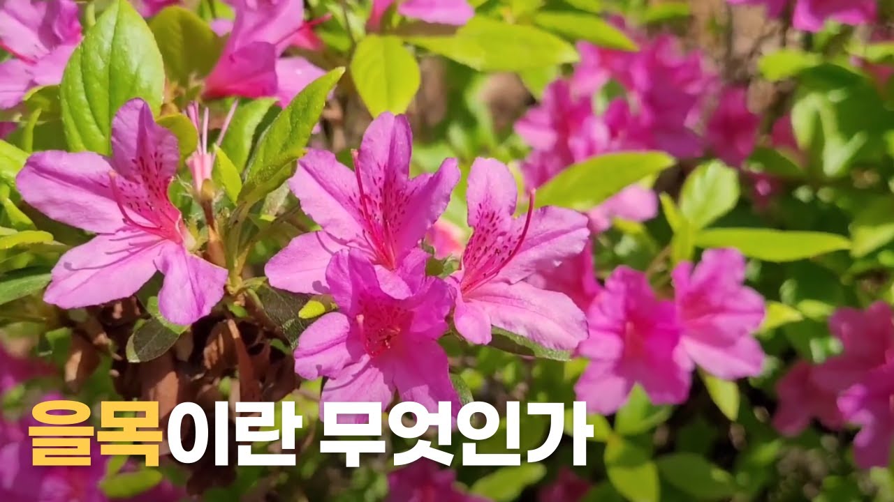 (WALK) 을목일간 특징 직업 적성 기질 연애 배우자 궁합 | 을목(乙木)이란 무엇인가 | 10천간 십천간