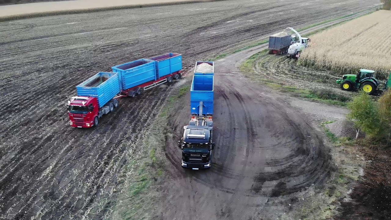 Majsskörd Skillingarum Flaka Mjölk AB med Fendt ,JD 6230R och Claas Jaguar
