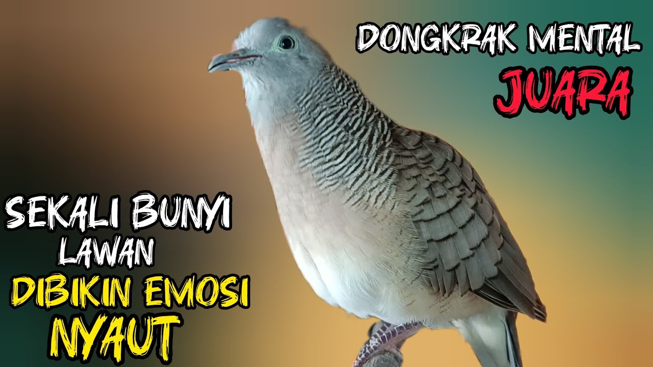 Perkutut Lokal Gacor Suara Super Besar (100%AMPUH BANGET) Cocok Untuk Pancingan Burung Perkutut