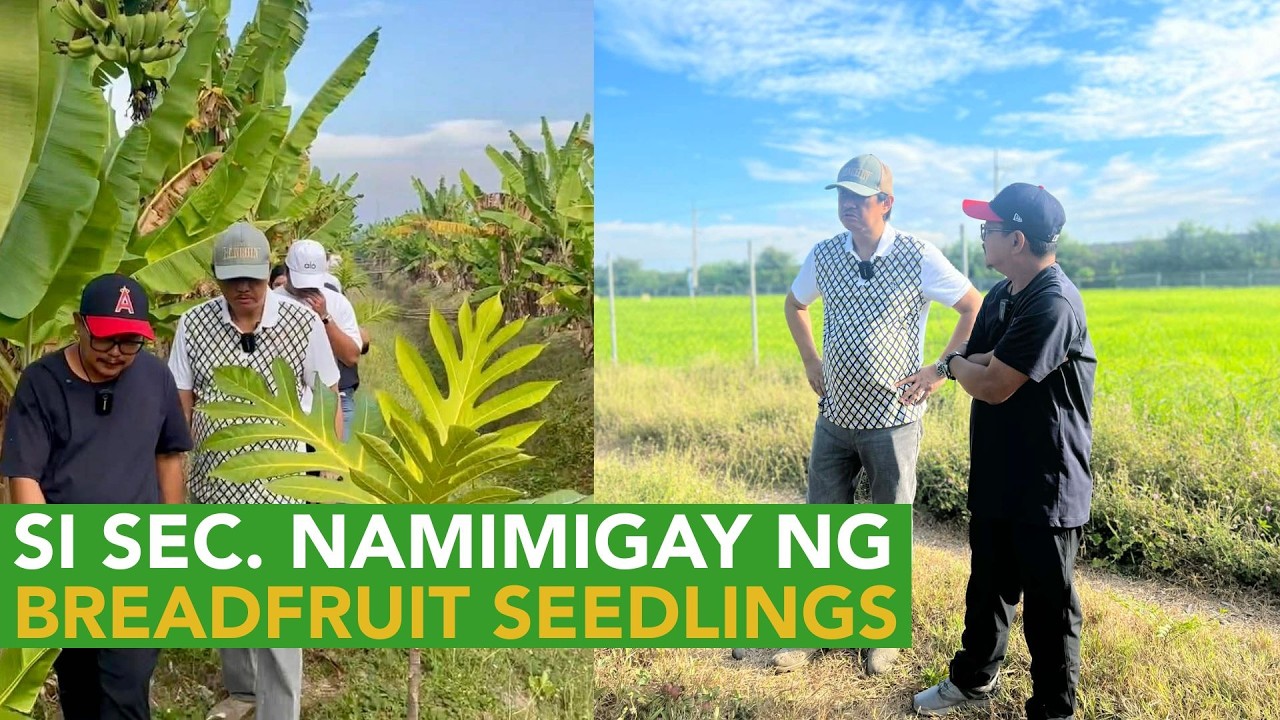Si Sec. Conrad Estrella III, Nagpapadami ng Breedfruit Seedling, Binibigay sa mga Gustong Magtanim!