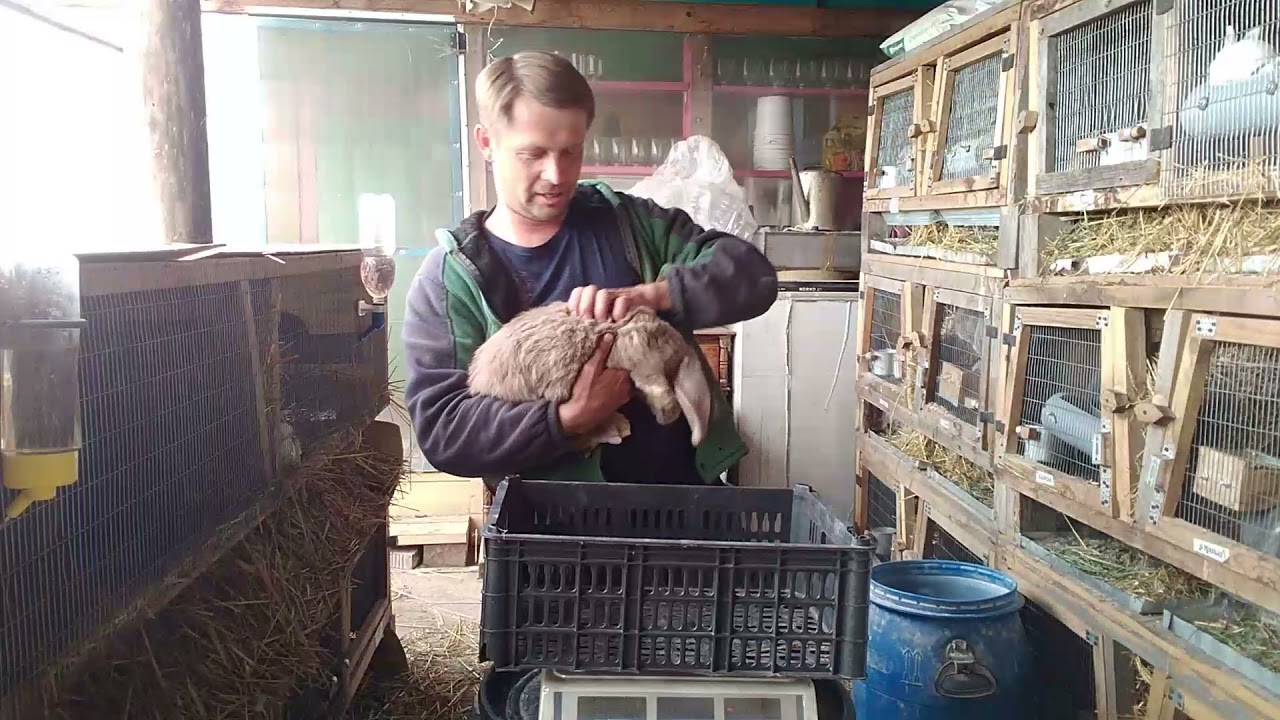Вес кроликов породы  французский баран.Сколько они весят в разном возрасте.