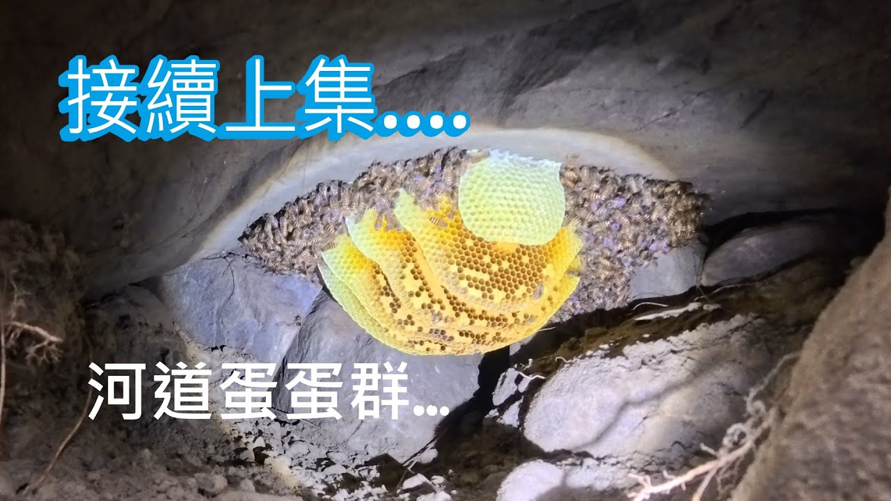 搶救小蜜蜂系列-工地蜜蜂窩(下集)-跟著阿浦開箱真實的野蜜吧