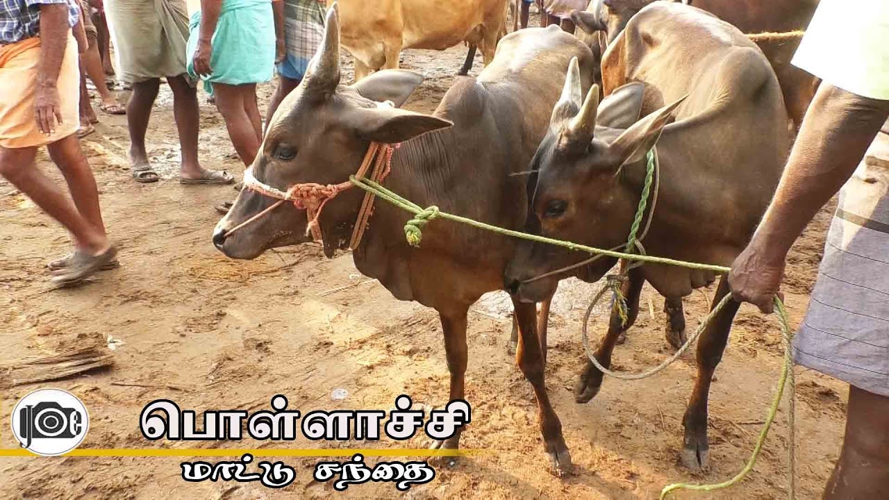 Pollachi mattu santhai | பொள்ளாச்சி மாட்டு சந்தை