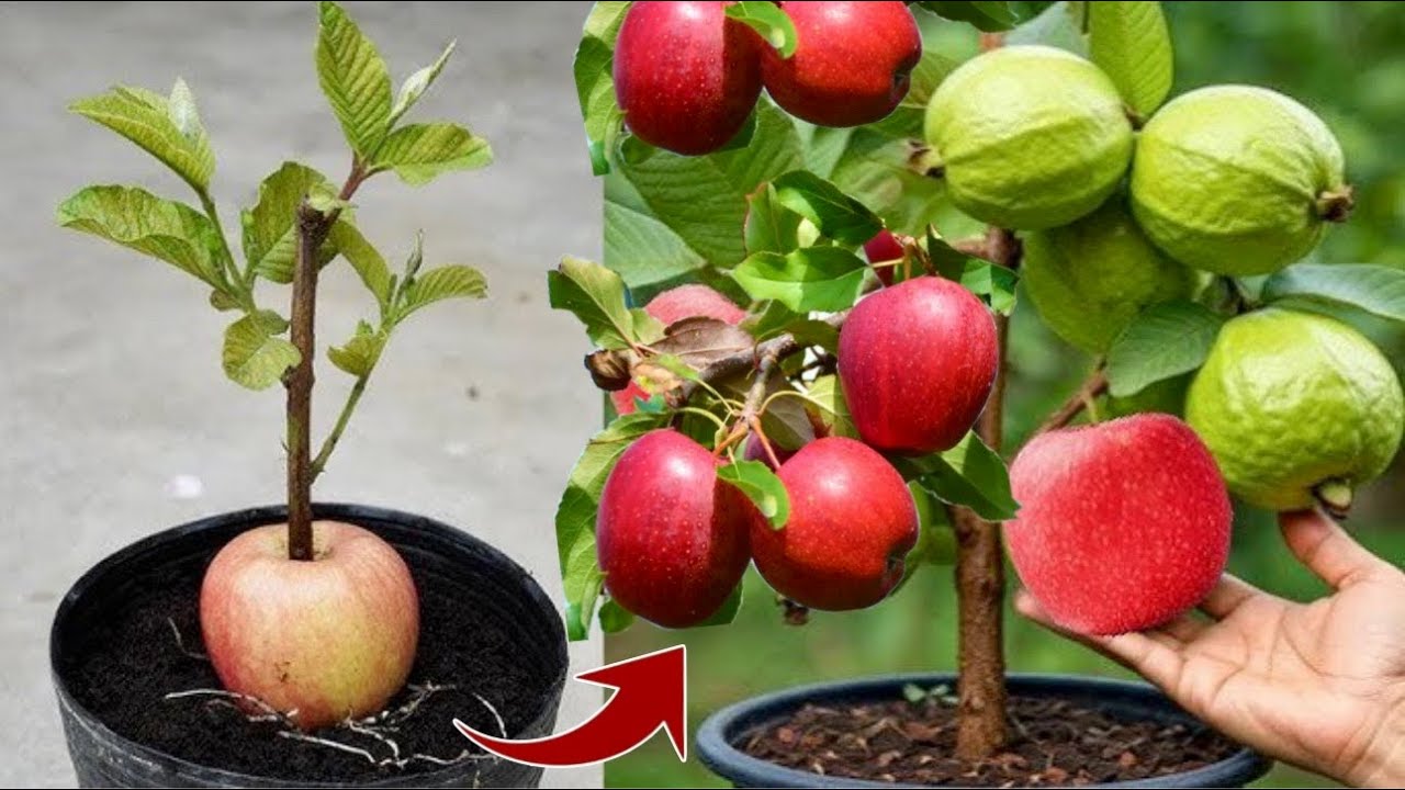 Amazing technique for propagating guava tree in apple from Coca-Cola | Grafting Guava Tree