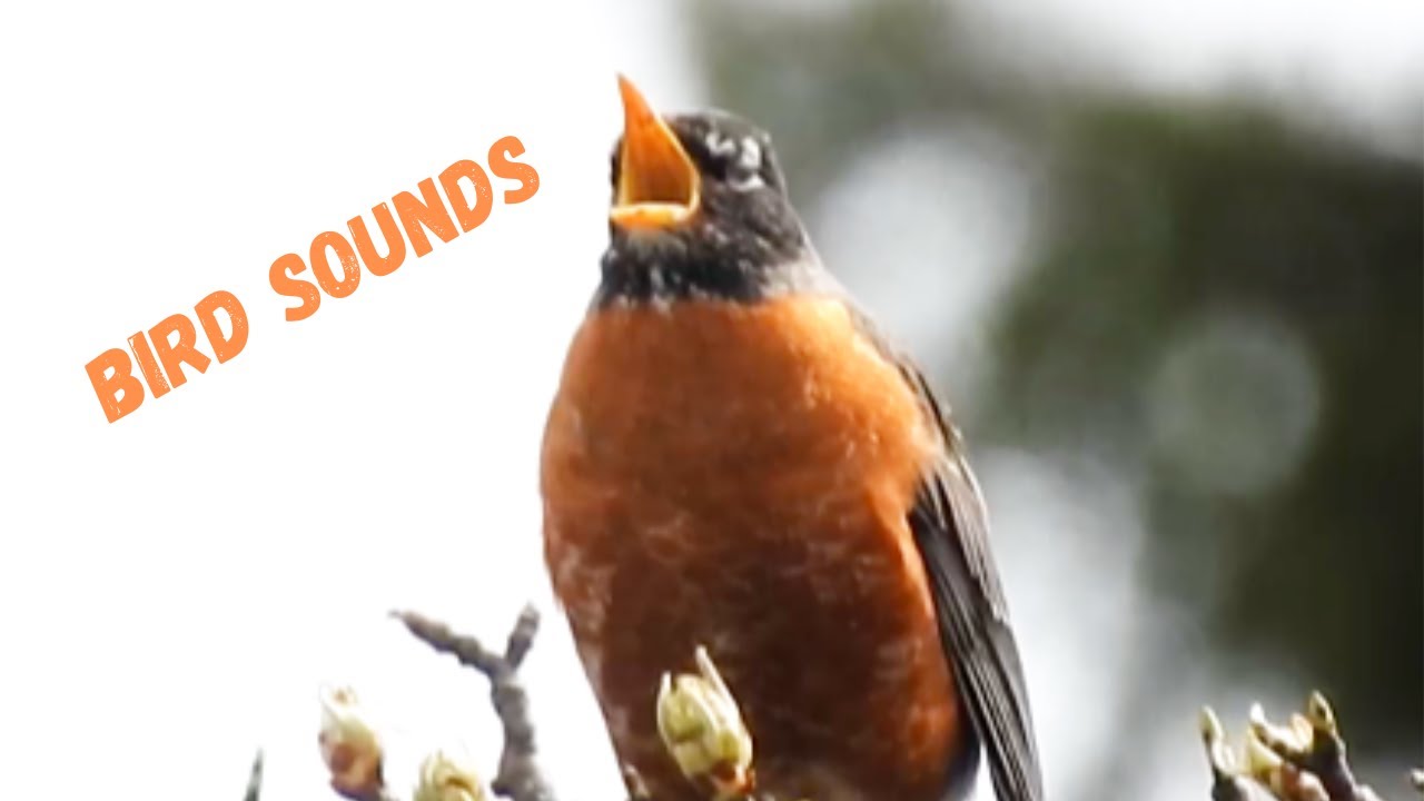 Wisconsin Backyard Birding - Birds Singing - #birds #birdsounds - Blue Jay Cardinal Robin Goldfinch