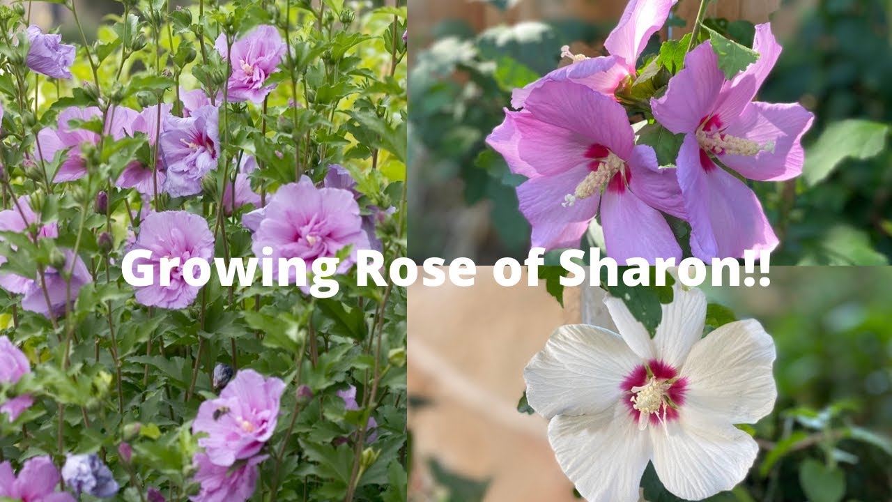 How to grow Rose of Sharon from Seeds🌸|🌸Growing Rose of Sharon🌸Harvesting Seeds//#GardenWorld🌿🌏