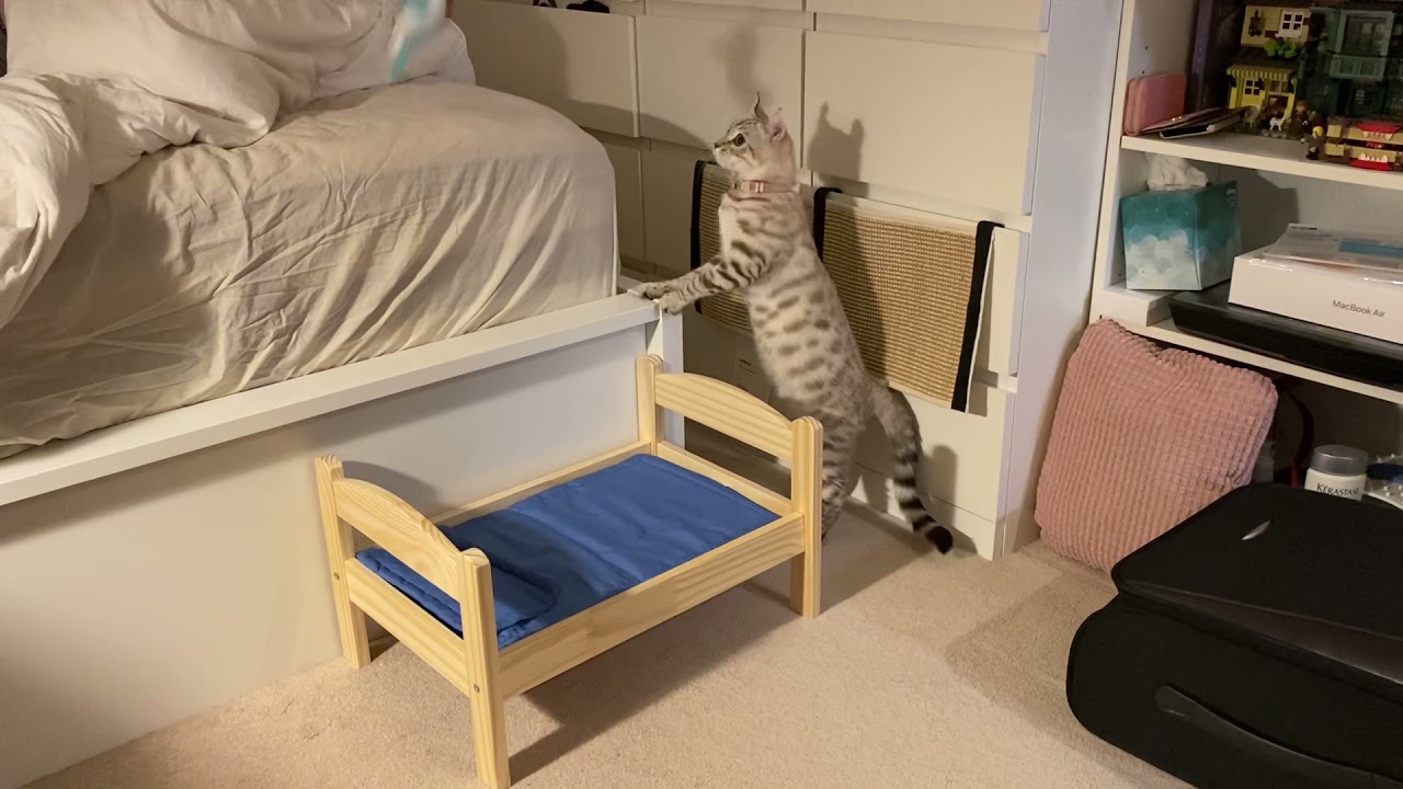Highland Lynx Cat Meowing!