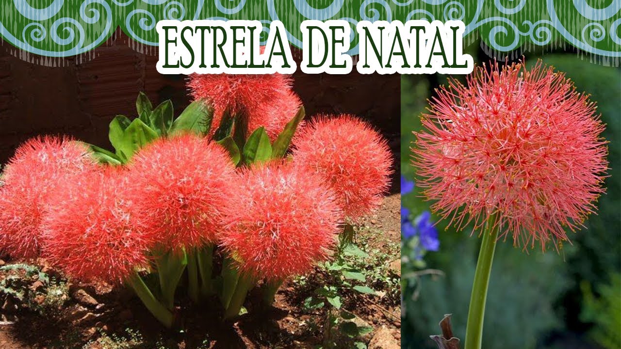 Como cuidar e cultivar da planta Estrela de Natal?